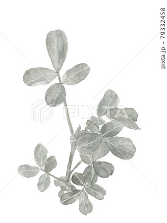 畑の落花生の苗 モノトーン【水墨画風水彩】白バック PNG 79332458