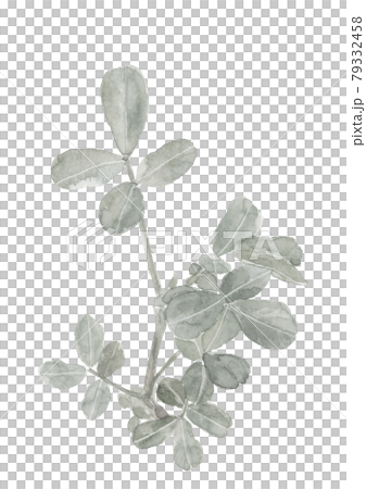 畑の落花生の苗 モノトーン【水墨画風水彩】白バック PNG 79332458