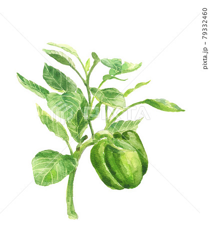 葉付きパプリカ カラーピーマン【手描き水彩画】白バック 素材 PNG  79332460