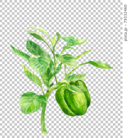 葉付きパプリカ カラーピーマン【手描き水彩画】白バック 素材 PNG  79332460