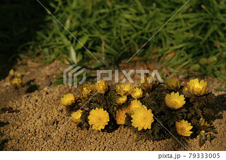 フクジュソウ フクジュソウ 79333005