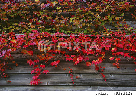 蔦紅葉 蔦紅葉 79333128