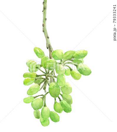 色づく前のぶどう クィーンニーナ【手描き水彩画】白バック 素材 PNG 色づく前のぶどう クィーンニーナ【手描き水彩画】白バック 素材 PNG 79333241