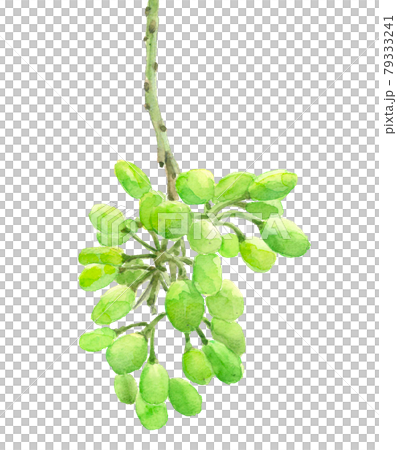 色づく前のぶどう クィーンニーナ【手描き水彩画】白バック 素材 PNG 色づく前のぶどう クィーンニーナ【手描き水彩画】白バック 素材 PNG 79333241