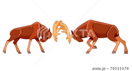 Two bull moose or elk fighting. Wildlife scene.... - Stock Illustration  [79333379] - PIXTA