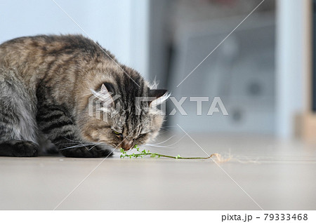 A beautiful cat eating fresh green grass on floor in living room. 79333468