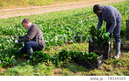 Men gardeners during harvestung of fresh spinach Men gardeners during harvestung of fresh spinach 79334103