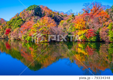 大阪府民の森 紅葉の室池 大阪府民の森 紅葉の室池 79334348