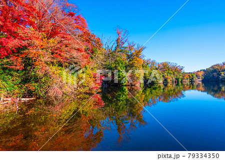 大阪府民の森 紅葉の室池 大阪府民の森 紅葉の室池 79334350