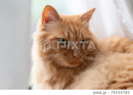 窓辺の猫 茶トラ猫 窓辺の猫 茶トラ猫 79334783