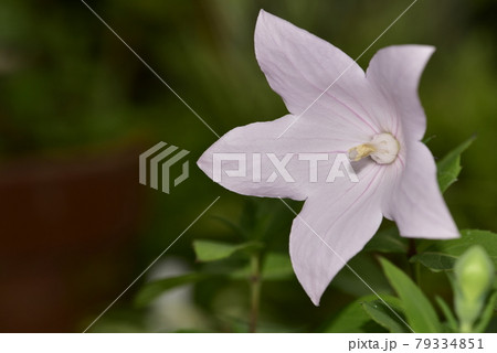 薄いピンク色のキキョウ 79334851