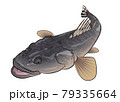 マゴチ 79335664