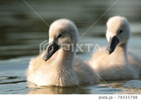 Young swans follow their mother on a sunny morning Young swans follow their mother on a sunny morning 79335798