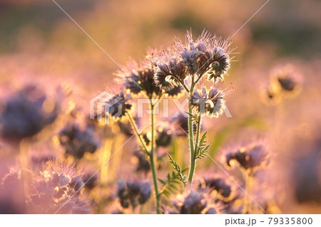 Lacy phacelia in the field during sunrise 79335800