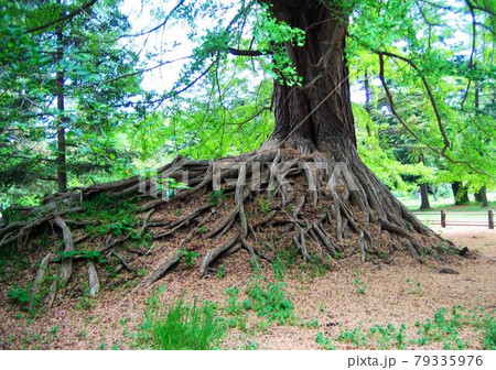 イチョウ　大樹　古木　銘木　弘前公園　弘前城 79335976