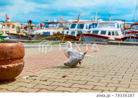 Seagull walks along the embankment of the city in Istanbul Seagull walks along the embankment of the city in Istanbul 79336187