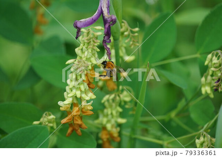 イタチササゲの蜜を吸うトラマルハナバチ 79336361