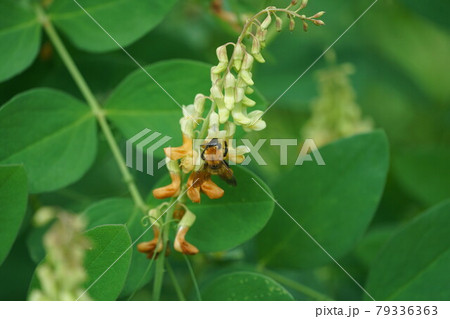 イタチササゲの蜜を吸うトラマルハナバチ 79336363