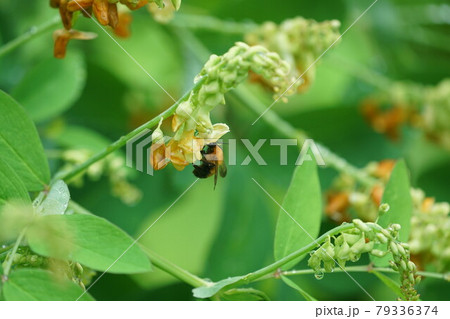イタチササゲの蜜を吸うトラマルハナバチ 79336374