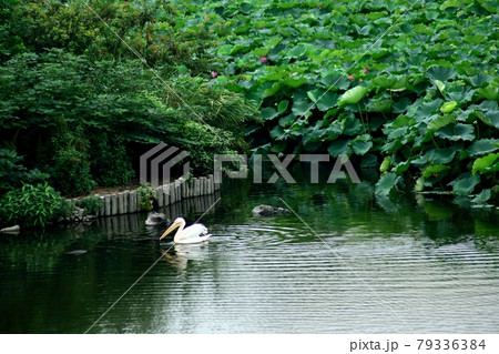 水辺のペリカン 79336384