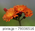 コウリンタンポポ コウリンタンポポ 79336516