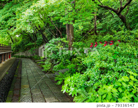 東京　高幡不動尊金剛寺　雨上がりの境内 79336547