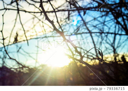 prickly branch, the sun shines through the bush prickly branch, the sun shines through the bush 79336715