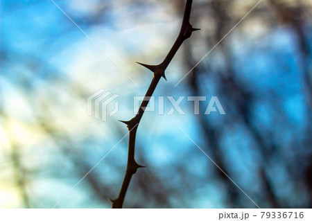 prickly branch against the blue sky 79336716