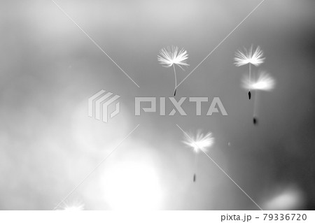 Dandelion seeds fly, blurred background, black and white Dandelion seeds fly, blurred background, black and white 79336720