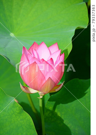 池に咲く美しいピンク色の蓮の花の蕾いちりん 池に咲く美しいピンク色の蓮の花の蕾いちりん 79337363