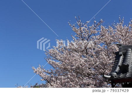 岡崎/行福寺 岡崎/行福寺 79337429