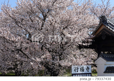 岡崎/行福寺 岡崎/行福寺 79337430