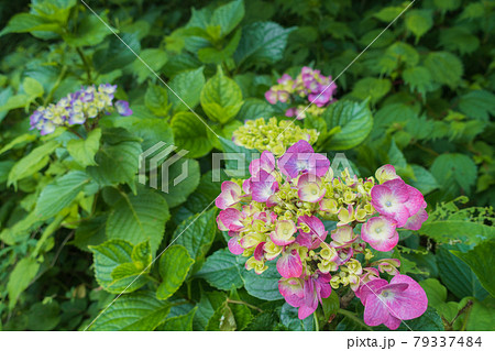 雨上がりの紫陽花 79337484