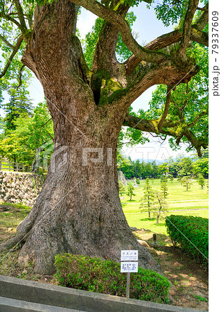 松江城のクスノキ 79337609