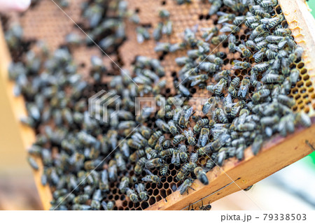 wax frame in bee hive, honey production wax frame in bee hive, honey production 79338503