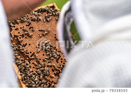 beekeepers inspect bees on a wax frame in a beekeeping beekeepers inspect bees on a wax frame in a beekeeping 79338505