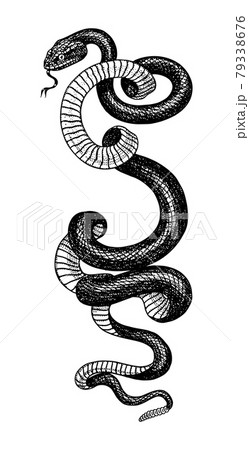 Pit viper. Crotaline snake or pit adders. Venomous Reptilia illustration. Engraved hand drawn in old 79338676