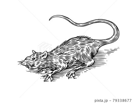 Rat or mouse. Wild animal. Engraved hand drawn in old sketch, vintage style 79338677