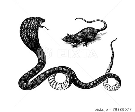 Indian cobra. Spectacled or Asian or binocellate. Venomous snake Reptilia illustration. Engraved 79339077