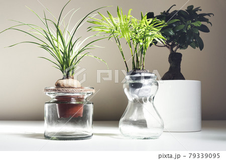 Indoor plants on white table Indoor plants on white table 79339095