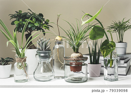 A variety of home plants 79339098