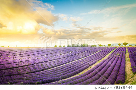 Lavender field under blue sky Lavender field under blue sky 79339444
