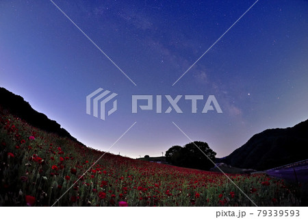 ポピーと天の川 ポピーと天の川 79339593