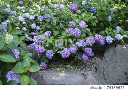 紫陽花園に紫色のアジサイの花が咲いています。 紫陽花園に紫色のアジサイの花が咲いています。 79339625
