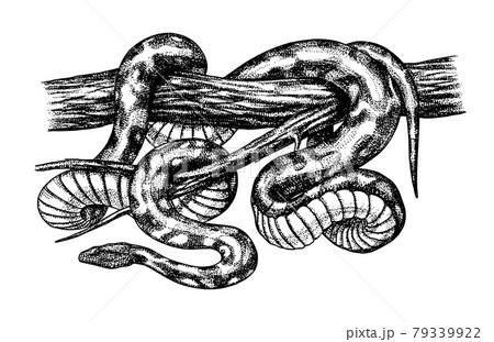 Pythonidae or python. Boinae or boas or boids. Nonvenomous snake Reptilia illustration. Engraved 79339922