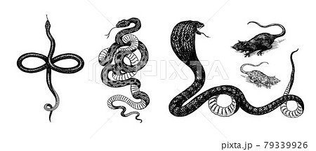 Set Of Snakes Pythonidae Or Python Boinae Or のイラスト素材