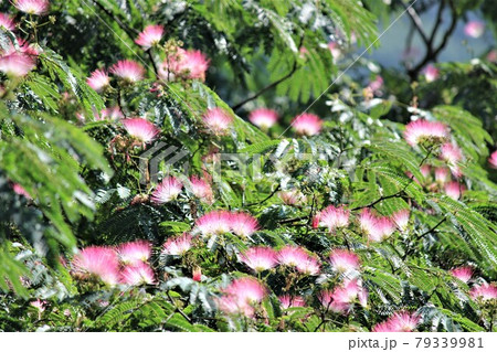 繊細な花合歓のイメージから英名はシルクツリーの写真素材