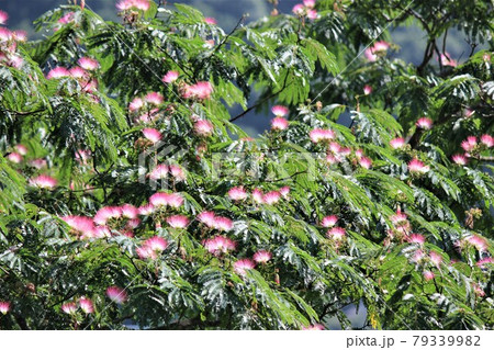 淡い桃色の花が鮮やかな合歓木 79339982