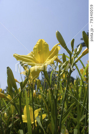黄色のデイリリー(ヘメロカリス)の花が咲いています。このデイリリーの名前は玉の司です。 黄色のデイリリー(ヘメロカリス)の花が咲いています。このデイリリーの名前は玉の司です。 79340059