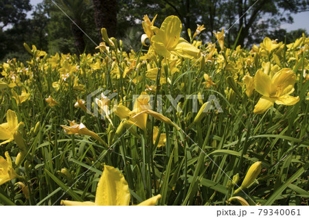黄色のデイリリー(ヘメロカリス)の花が咲いています。このデイリリーの名前は玉の司です。 黄色のデイリリー(ヘメロカリス)の花が咲いています。このデイリリーの名前は玉の司です。 79340061